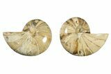 Jurassic Cut & Polished Nautilus (Cymatoceras) Fossil -Madagascar #257699-1